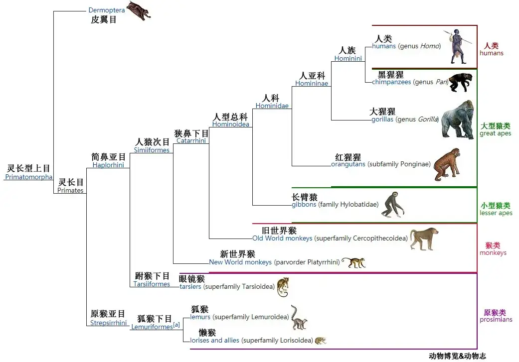 神创论与外星人创造论对比_人类起源进化论科普_人类与动物实操ppt看视频