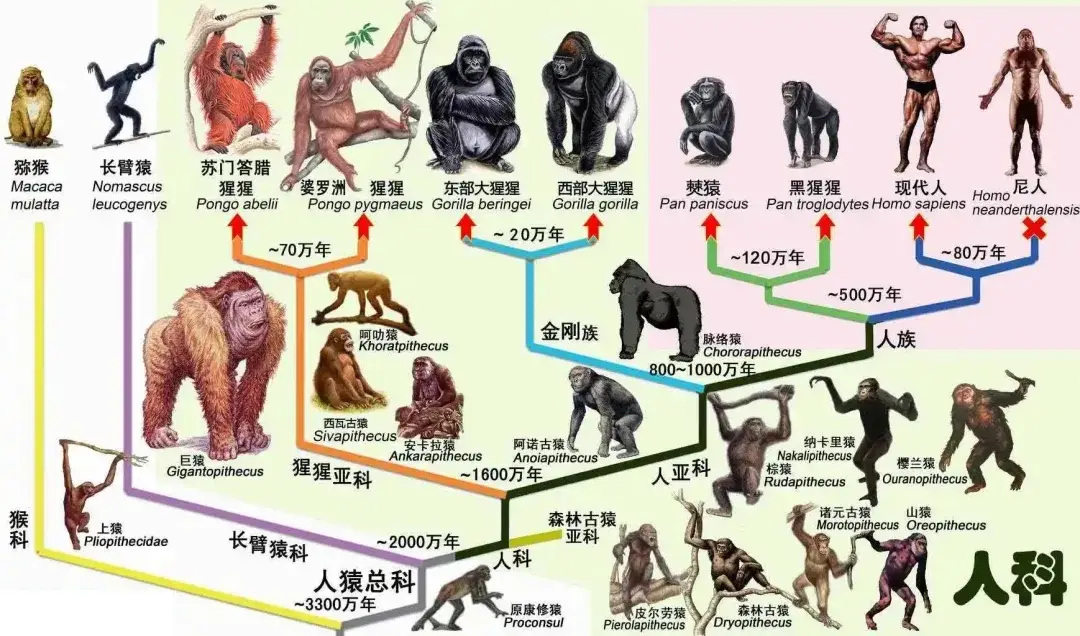 神创论与外星人创造论对比_人类起源进化论科普_人类与动物实操ppt看视频